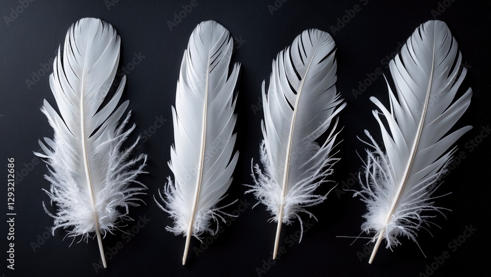Poster elegant white feathers arranged on a black background showcasing texture and contrast for artistic o