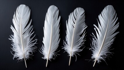 Obraz premium Elegant white feathers arranged on a black background showcasing texture and contrast for artistic or decorative purposes.