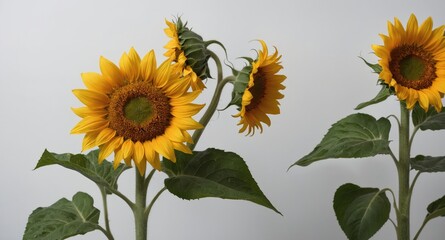 Vibrant Sunflower Blossoms Isolated On White Background With Ample Copy Space For Text And Design Elements