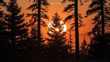 Obraz premium Silhouette of Slash Pine Trees Against a Vibrant Sunset Over a Tranquil Landscape