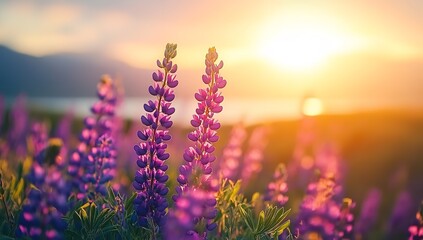 Naklejka premium A Close-Up View of Wild Lupine Flowers with Vibrant Purple and Pink Blooms, Featuring a Soft Green Background and Natural Lighting.