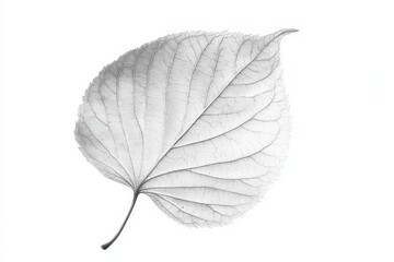 Elegant Translucent Leaf with Intricate Veins on White Background
