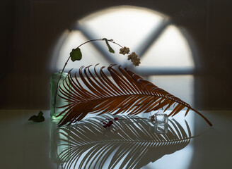 A dried palm leaf in soft backlight from a window.