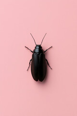 Black beetle standing on pink background, insect minimalism and nature concept