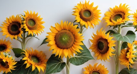 Obraz premium Vibrant Sunflowers Against a Neutral Background Showcasing Their Bright Yellow Petals and Lush Green Leaves in a Cheerful Arrangement