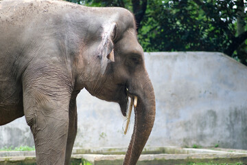 Fototapeta premium A side profile of a Sumatran elephant standing in a zoo, with its trunk holding a piece of bamboo. The elephant’s large ears and wrinkled skin are visible, showcasing its majestic features.