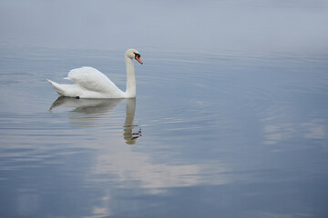 Serene scene of a white swan with it's reflection on the calm blue lake