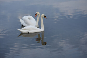 Fototapeta premium A swan couple on a calm blue lake