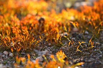 close up of grass