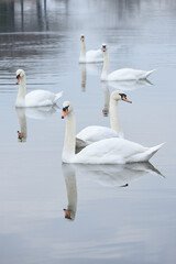 Fototapeta premium Swans swimming in a pond