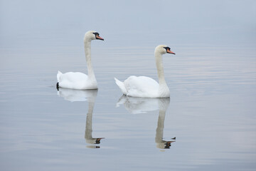 A pair of white swans on a calm blue water