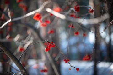Clusters of bright red rowan berries hanging from the bare branches of a tree, illuminated by the...