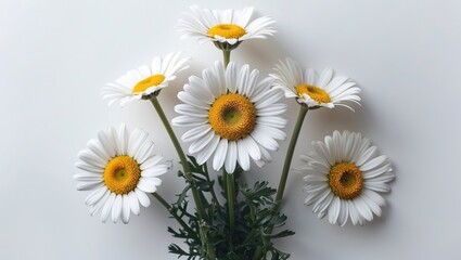 Charming arrangement of white daisies with yellow centers against a clean white background showcasing nature's beauty and simplicity