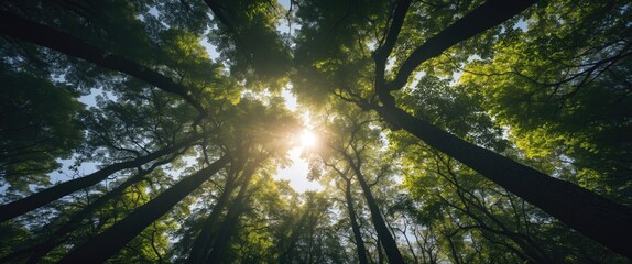 Obraz premium Sunlight Filters Through Lush Canopy Creating Enchanting Atmosphere in Serene Forest Setting