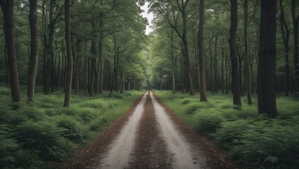 Obraz premium Tranquil Forest Pathway Surrounded by Lush Greenery Inviting Nature Exploration and Serenity