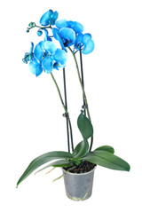 Beautiful blue orchid flower in pot isolated on white