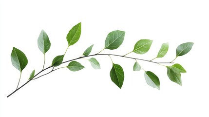Fresh Green Leaves on Branch Isolated on White Background