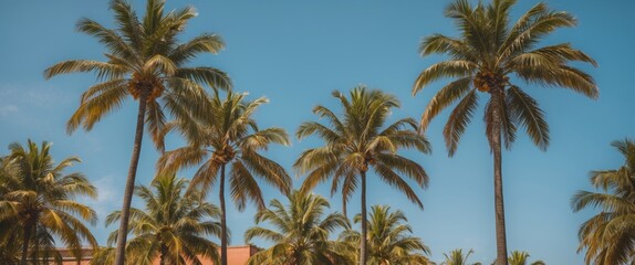 Fototapeta premium Tropical Paradise with Vintage Palm Trees and Clear Summer Sky for Relaxation and Vacation Themes