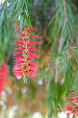 A vibrant red bottlebrush flower hangs from a green leafy branch, showcasing its unique, spiky appearance against a blurred natural background.