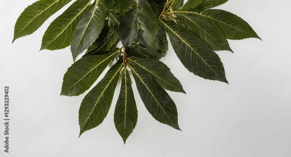 Aufkleber fresh green tree leaves isolated on white background with ample space for text or design elements