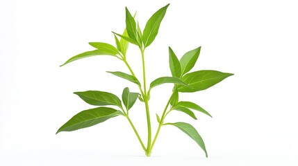 Fototapeta premium Fresh Green Plant with Vibrant Leaves on White Background