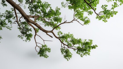 Fototapeta premium Green tree branches with lush leaves isolated on a clean white background for nature and botanical themed designs or illustrations.
