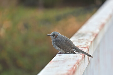 欄干にとまったヒヨドリ