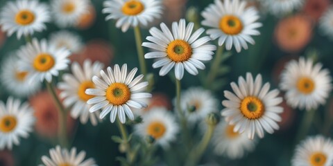 Fototapeta premium Daisy-like flowers with vibrant yellow centers in an out-of-focus background, providing ample space for text or design elements.