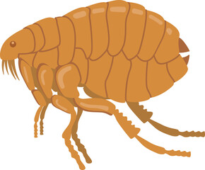 Illustration of a Flea Insect 