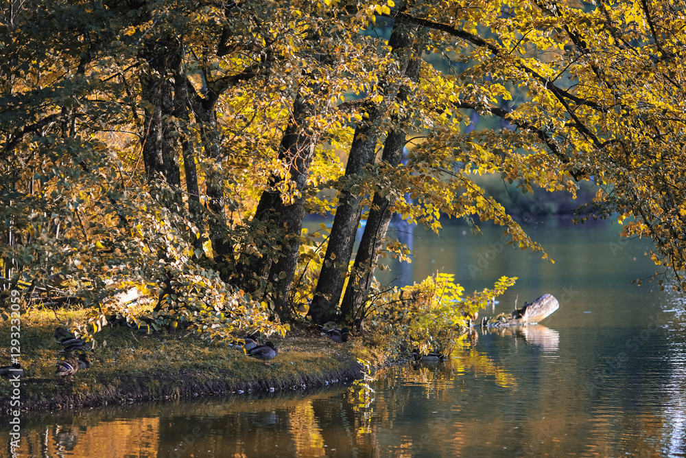 Wall mural Autumn park in the town Cesis, Latvia