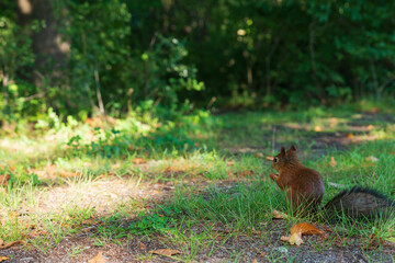 Squirrel searching for food in the park. Close-up photos of wild animals. High quality photo