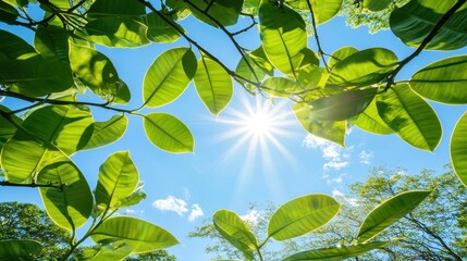 Bright Sunlight Filtering Through Lush Green Leaves in Nature