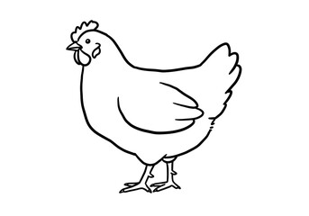 Fototapeta premium Chicken Illustration with Outline Style Standing on White Background