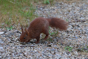 bel écureuil en recherche
