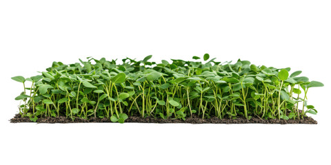  a patch of growing soybean plants in the ground. A garden bed filled with green bean sprouts and leaves, showcasing plant growth for sustainable agriculture and food p