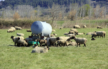 Troupeau de moutons vers l abreuvoir