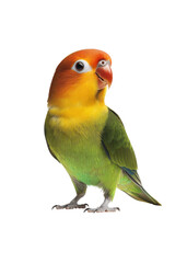 red and yellow lovebird