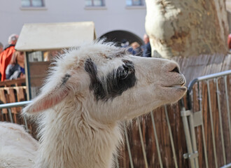 profil du lama © helenedevun