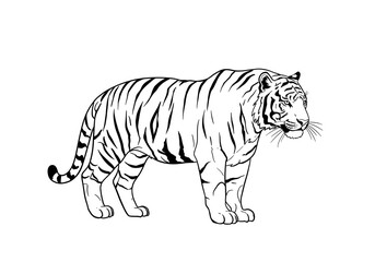 Naklejka premium Illustration of a Striking Tiger with Black Stripes on White Background