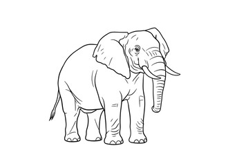 Fototapeta premium Elephant Illustration Standing Black and White Line Art on White