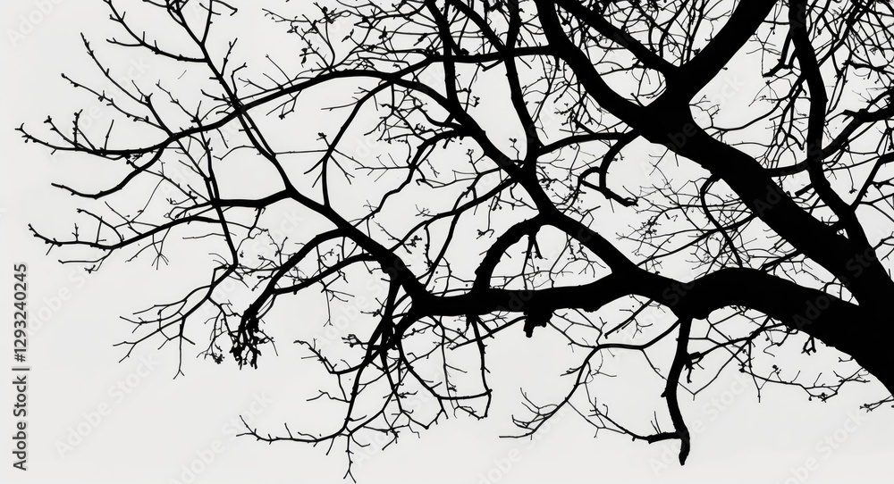 Poster branch silhouette against a white background creating a stark contrast and an artistic representatio