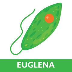 euglena microorganism design vector illustration