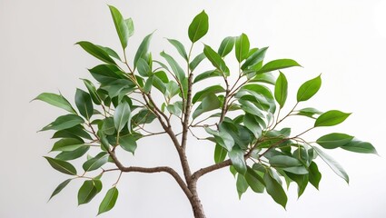 Fototapeta premium Ailanthus altissima branch featuring lush green leaves on a white background ideal for nature and botanical themed projects