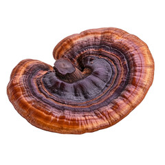 Mushroom isolated on transparent background