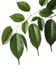 Naklejka premium Fresh Green Leaves with Water Droplets Isolated on White Background PNG, Cutout