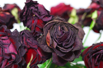close up bouquet of wilted dark red roses on a white background. dried flowers. the photo has a...