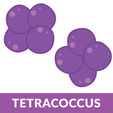 Coccus morphology Tetracoccus Shape Illustration
