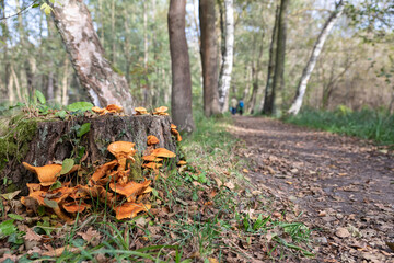 Hiking path in Spreewald, Germany