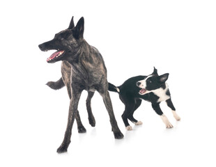 Dutch Shepherd and puppy border collie