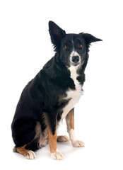 border collie in studio